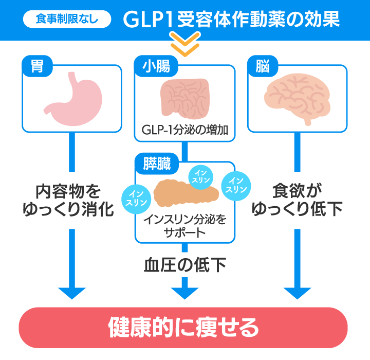 GLP1受容体作動薬の作用