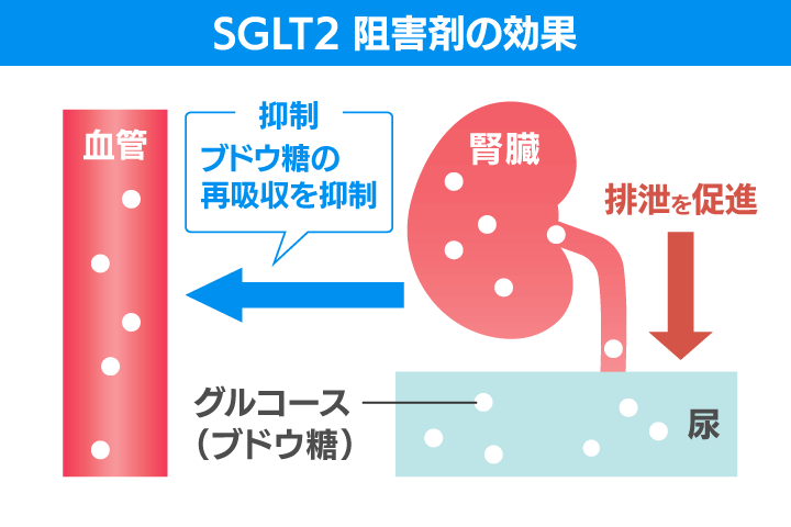 SGLT2阻害剤の作用