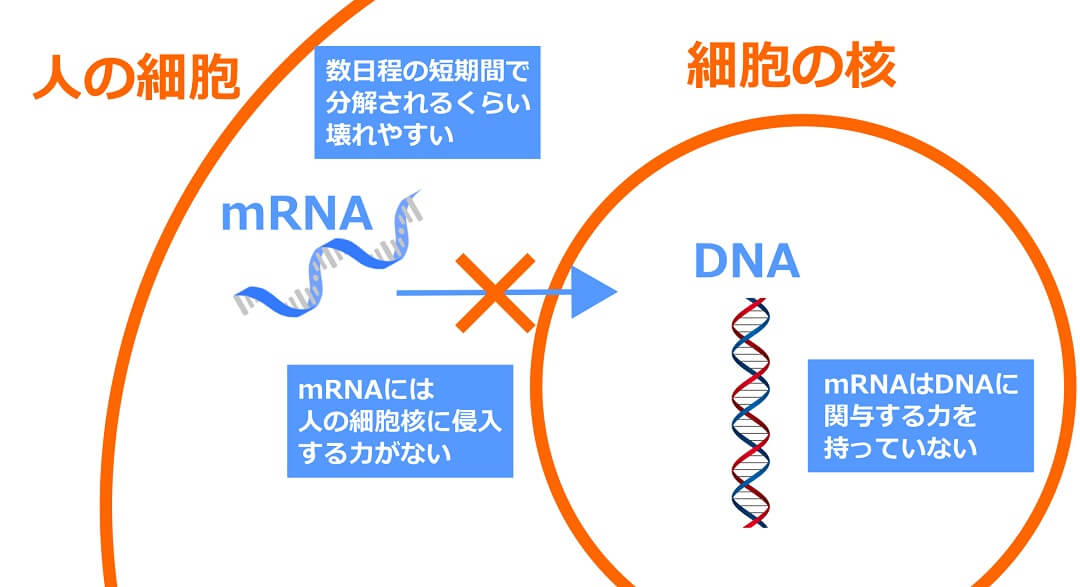 mRNAワクチンとDNA