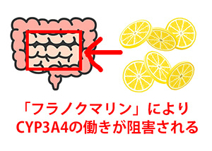 「フラノクマリン」が薬の成分を分解する酵素である「CYP3A4」の働きを阻害してしまう