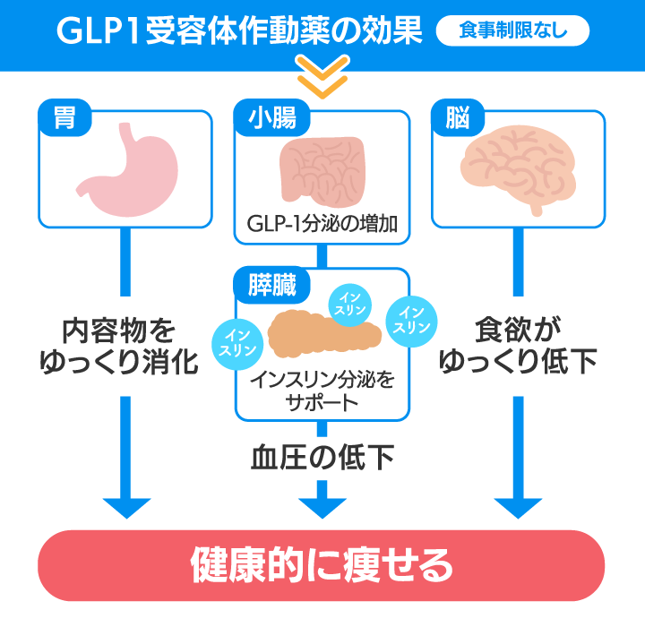 GLP-１受容体作動薬について